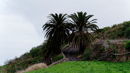 Palm trees against sky