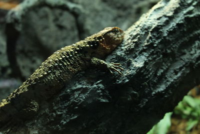 Close-up of insect on tree