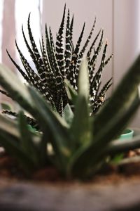 Close-up of succulent plant