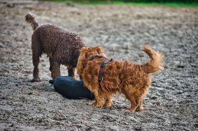 Full length of a dog on field