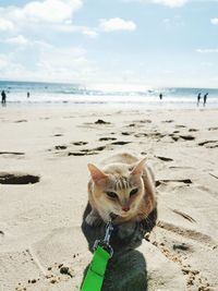 View of a cat on beach