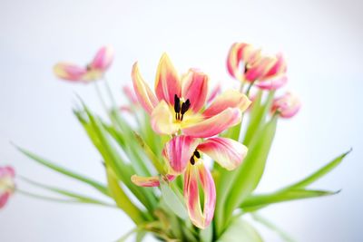 Close-up of pink flower against white background