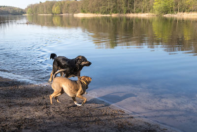 Dog on a lake