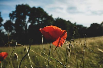 Close-up of red poppy flower on field