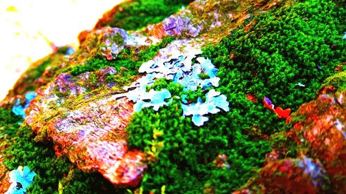 High angle view of multi colored plant in moss