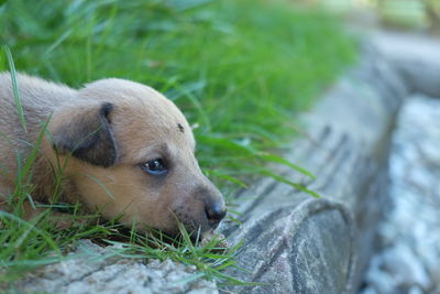 Close-up of dog on grass