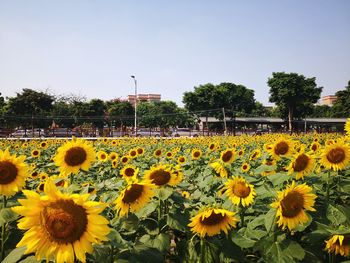 Scenic view of sunflower field against clear sky