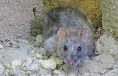 High angle portrait of a rabbit