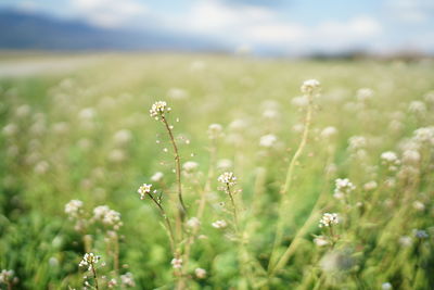 Close-up of flowering plants on field