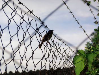 Bird perching on a fence