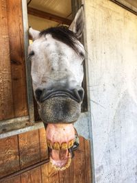 Close-up of horse in stable