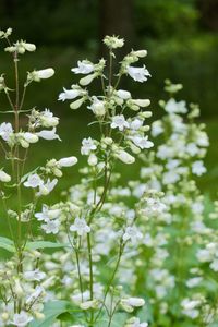 Close-up of white flowering plant