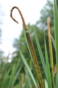 Close-up of plant growing on field