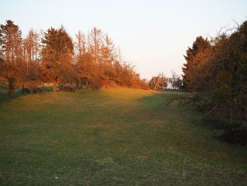 Trees on field against sky during autumn