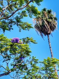 Low angle view of flowers blooming on tree