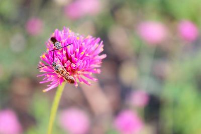 Close-up of butterfly pollinating on pink flower