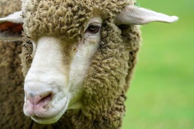 Portrait of sheep