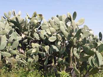 Close-up of succulent plant on field against sky