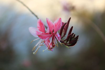 Close-up of pink flower