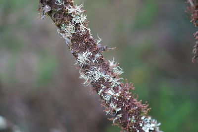 Close-up of frozen plant