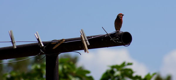 Low angle view of bird perching on pole against clear sky