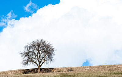 Bare tree on field against sky