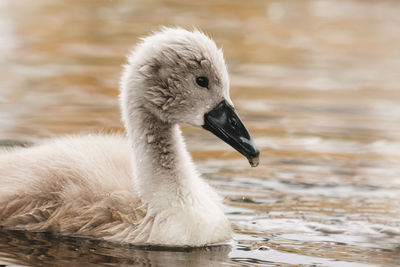 Close-up of swan on lake