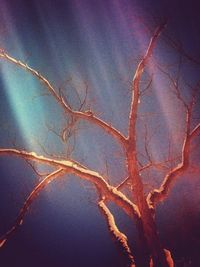 bare tree