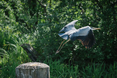 Side view of a bird flying