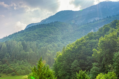 Scenic view of pine trees and mountains against sky