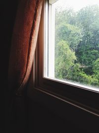 Trees seen through window