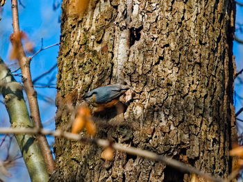 Bird perching on a tree