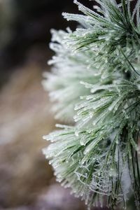 Close-up of wet plant during winter