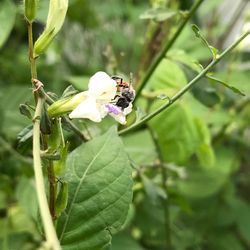 Close-up of bee on flower