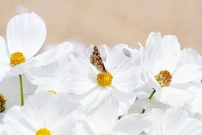 Close-up of bee on white flowers