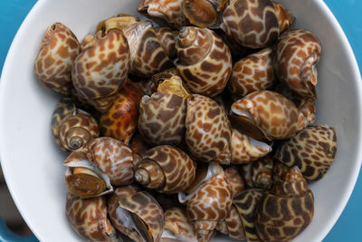 High angle view of shells in plate on table