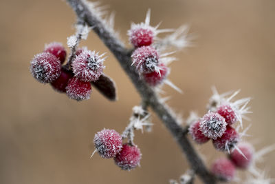 Close-up of berries growing on plant