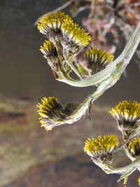 Close-up of yellow flowering plant