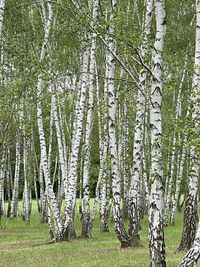 View of tree in forest