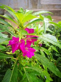 Close-up of raindrops on pink flower blooming outdoors