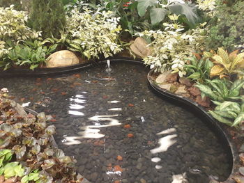 High angle view of flowers in water