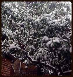 Snow covered trees