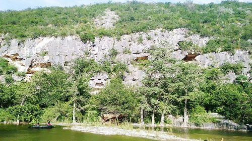 Reflection of trees in water
