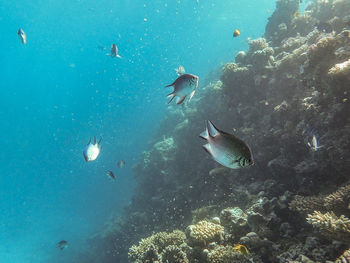 View of fish swimming in sea