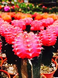 Close-up of red flowers