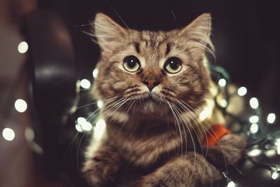 Close-up of cat looking away at night