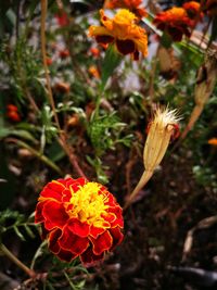 Close-up of red flowers blooming outdoors