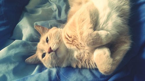 Close-up of ginger sleeping on bed