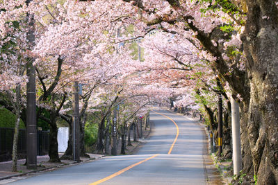 View of cherry blossom trees along road