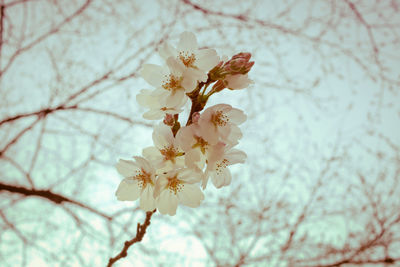 Low angle view of flowers on branch